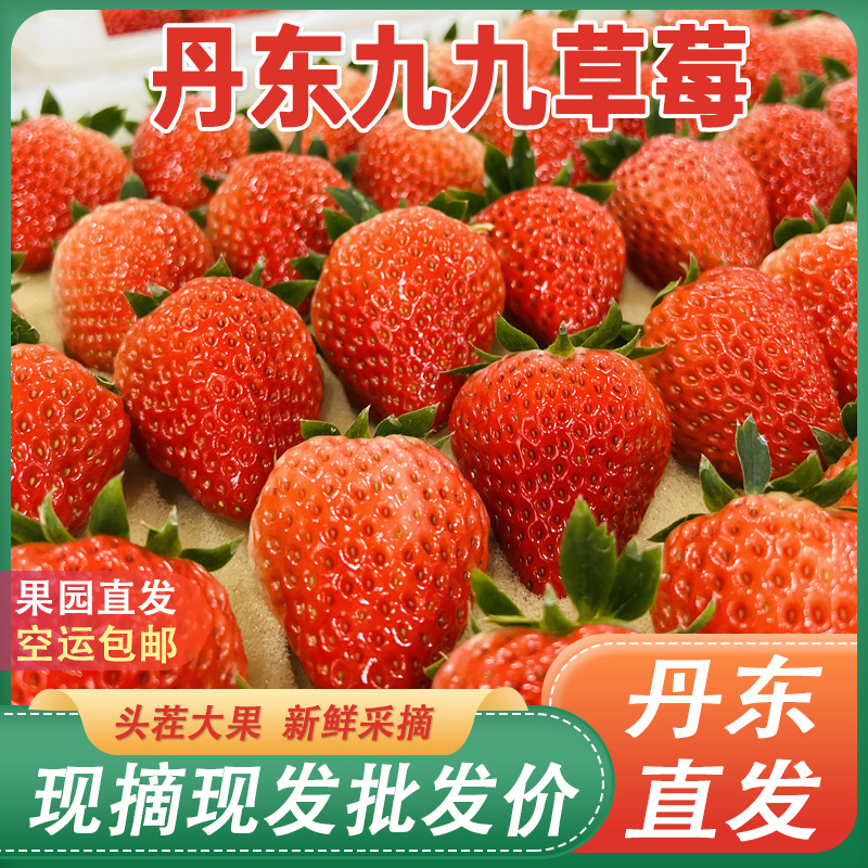 正宗丹东九九草莓久久红颜草莓产地直发新鲜水果批发代发