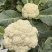 花菜松花菜菜花产地直发，大量出货，诚信经营