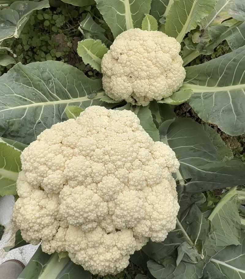 花菜松花菜菜花产地直发，大量出货，诚信经营