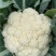 花菜松花菜菜花产地直发，大量出货，诚信经营