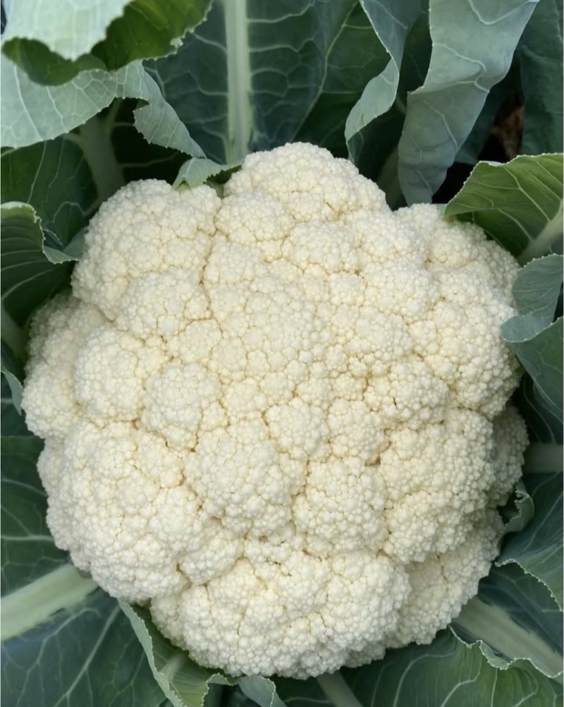 花菜松花菜菜花产地直发，大量出货，诚信经营