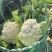 花菜松花菜菜花产地直发，大量出货，诚信经营