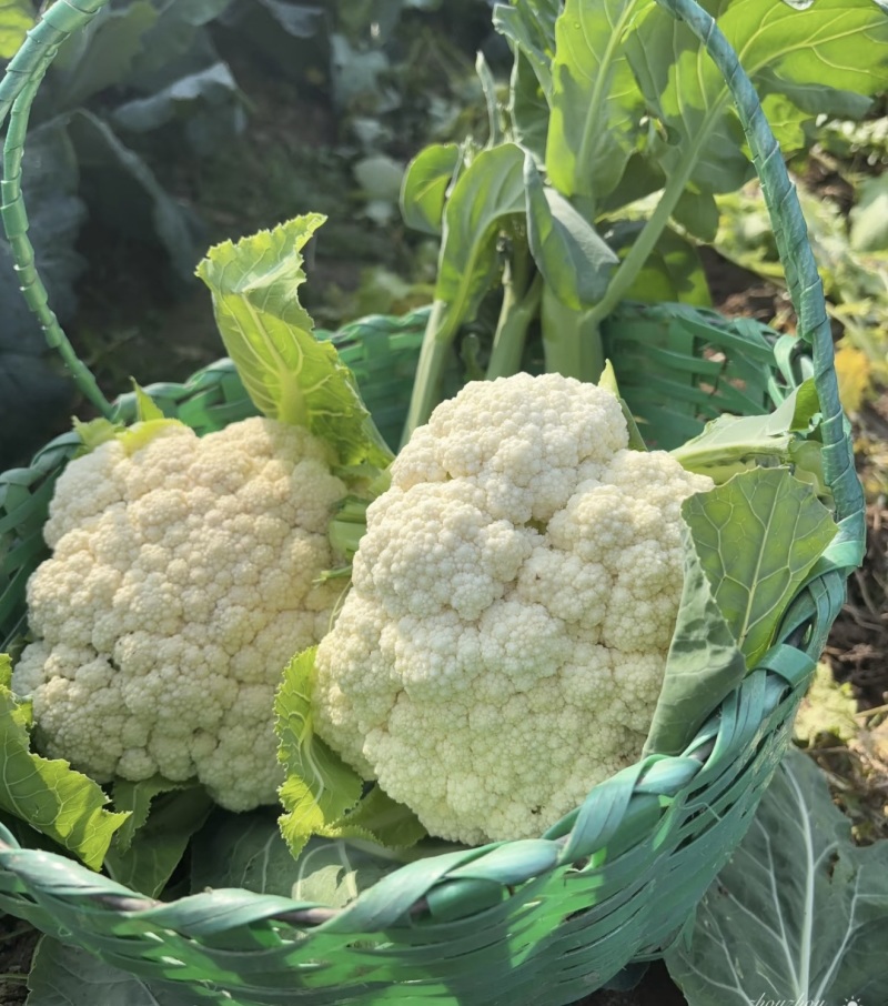 花菜松花菜菜花产地直发，大量出货，诚信经营