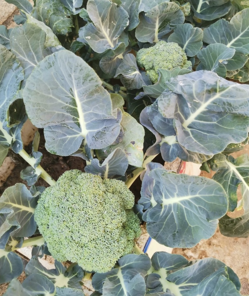 西兰花产地直发，大量出货，诚信经营