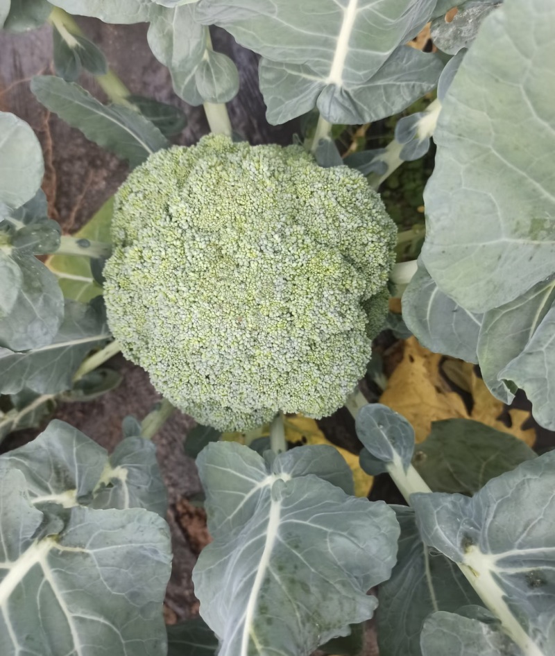 西兰花产地直发，大量出货，诚信经营