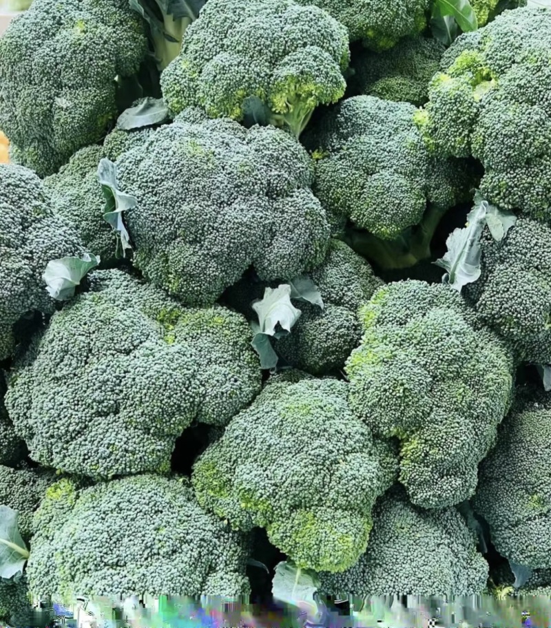 西兰花产地直发，大量出货，诚信经营