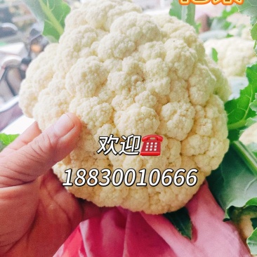 松花菜河北有机菜花白面散花承接商超配货净菜加工