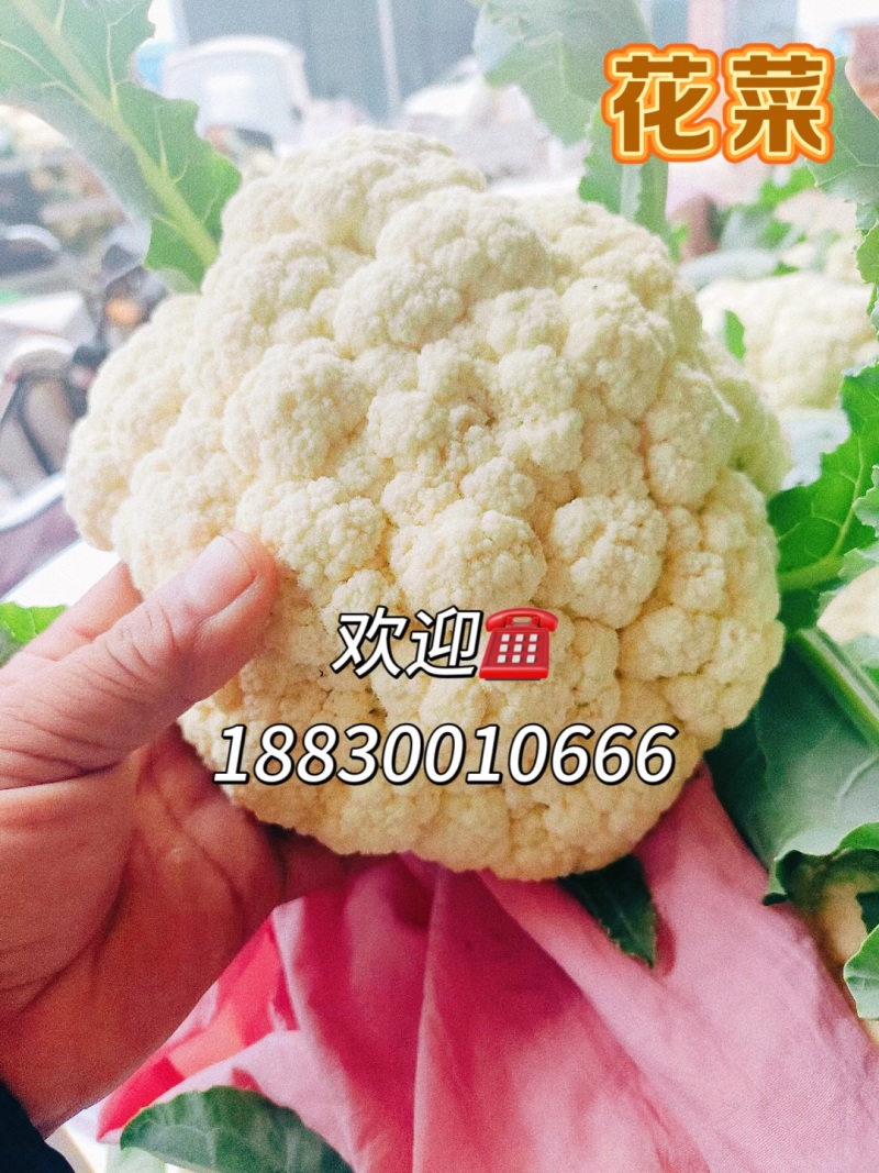 松花菜河北有机菜花白面散花承接商超配货净菜加工
