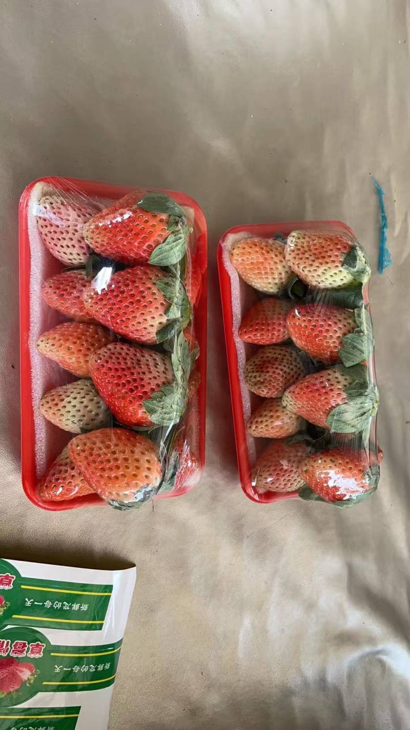 草莓大凉山草莓基地直发量大从优保质保量售后无忧