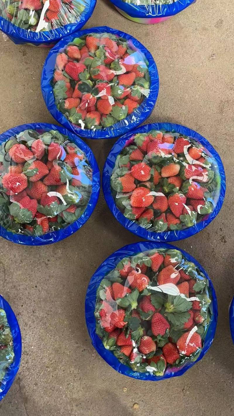 草莓大凉山草莓基地直发量大从优保质保量售后无忧