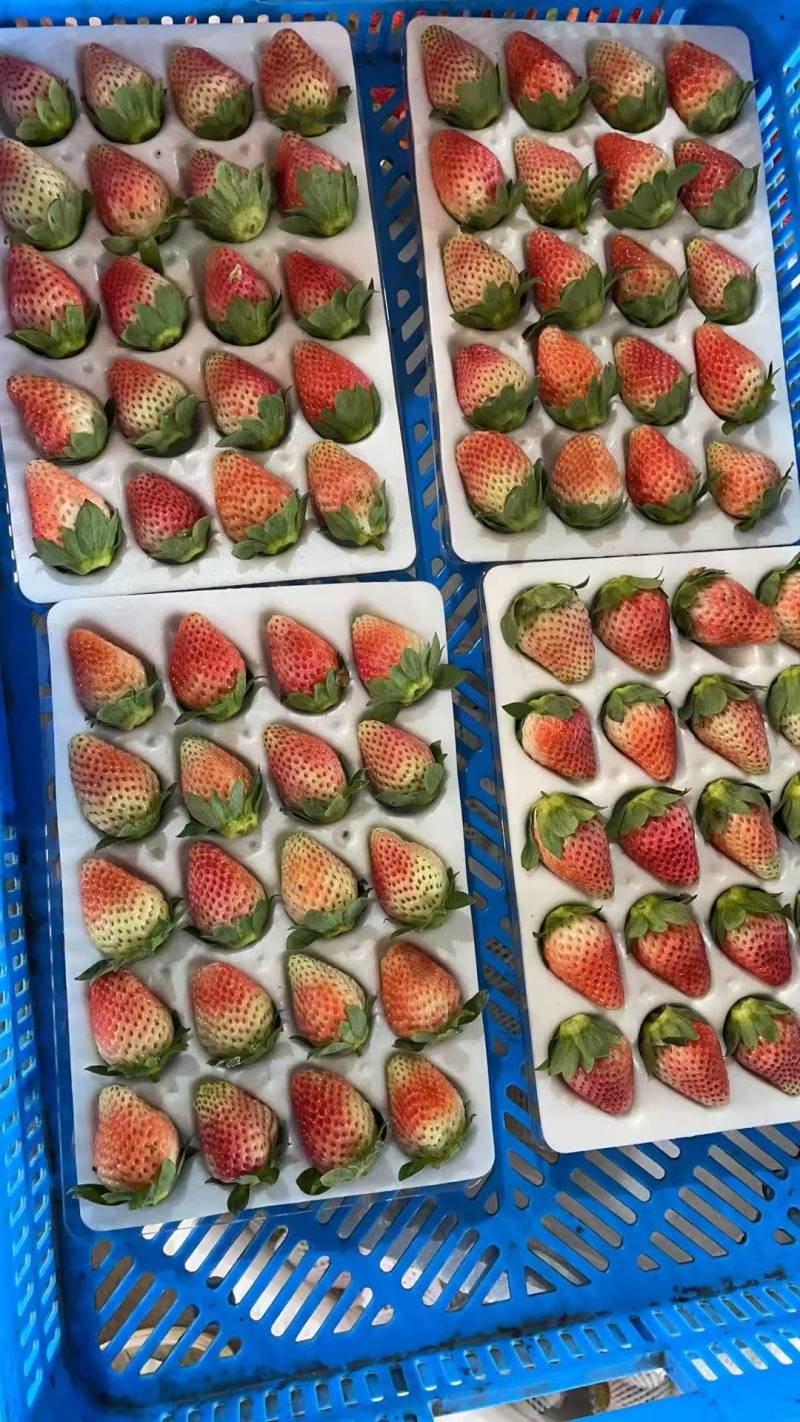热卖草莓四川草莓大凉山草莓红颜草莓冬草莓基地直发价格实惠