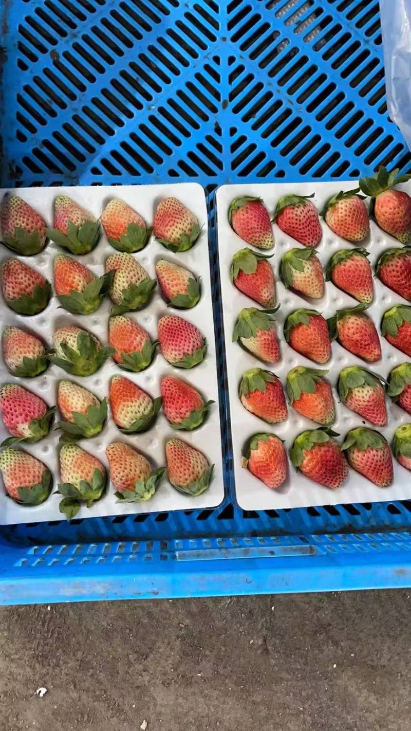 热卖草莓四川草莓大凉山草莓红颜草莓冬草莓基地直发价格实惠