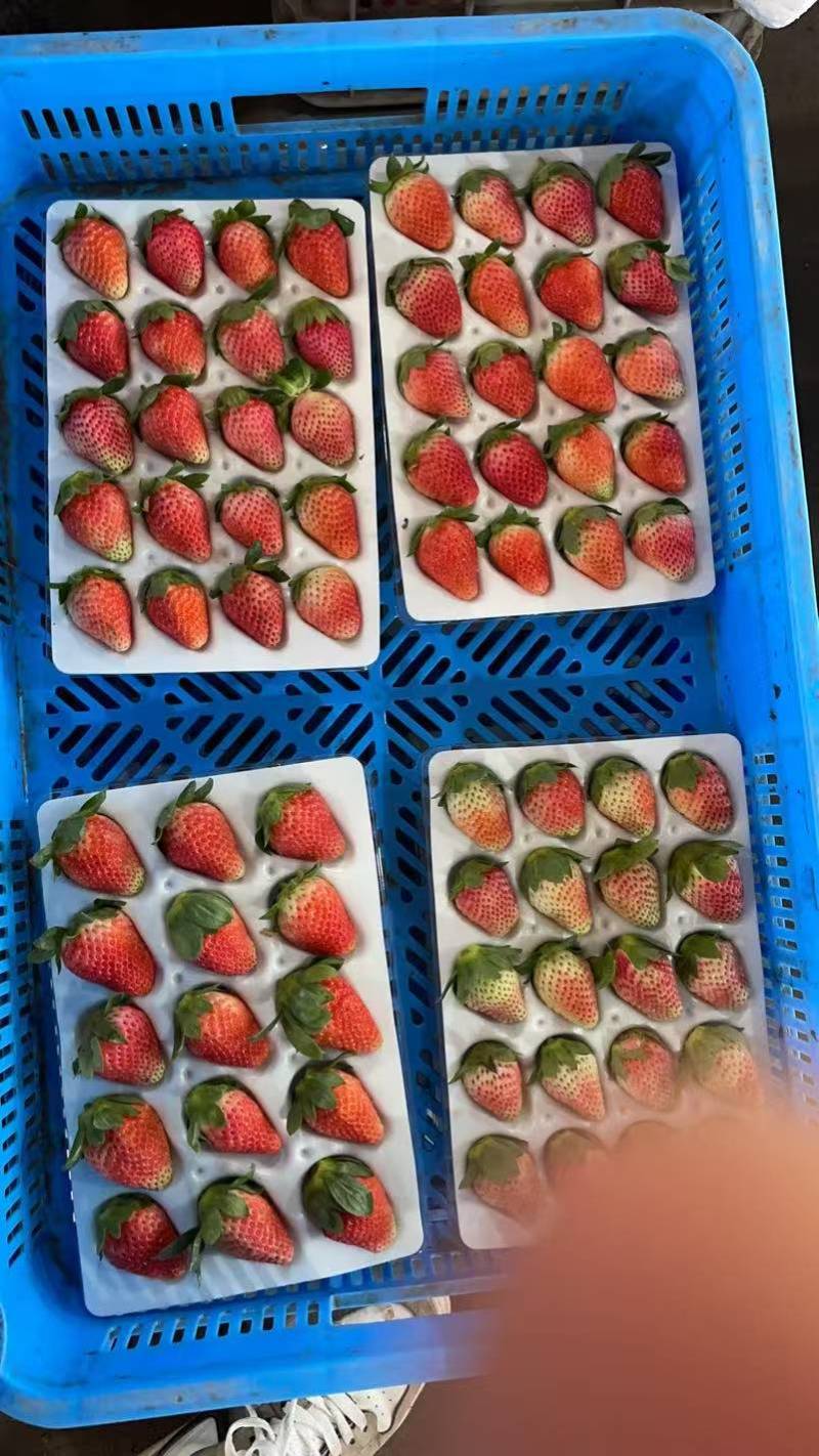 热卖草莓四川草莓大凉山草莓红颜草莓冬草莓基地直发价格实惠