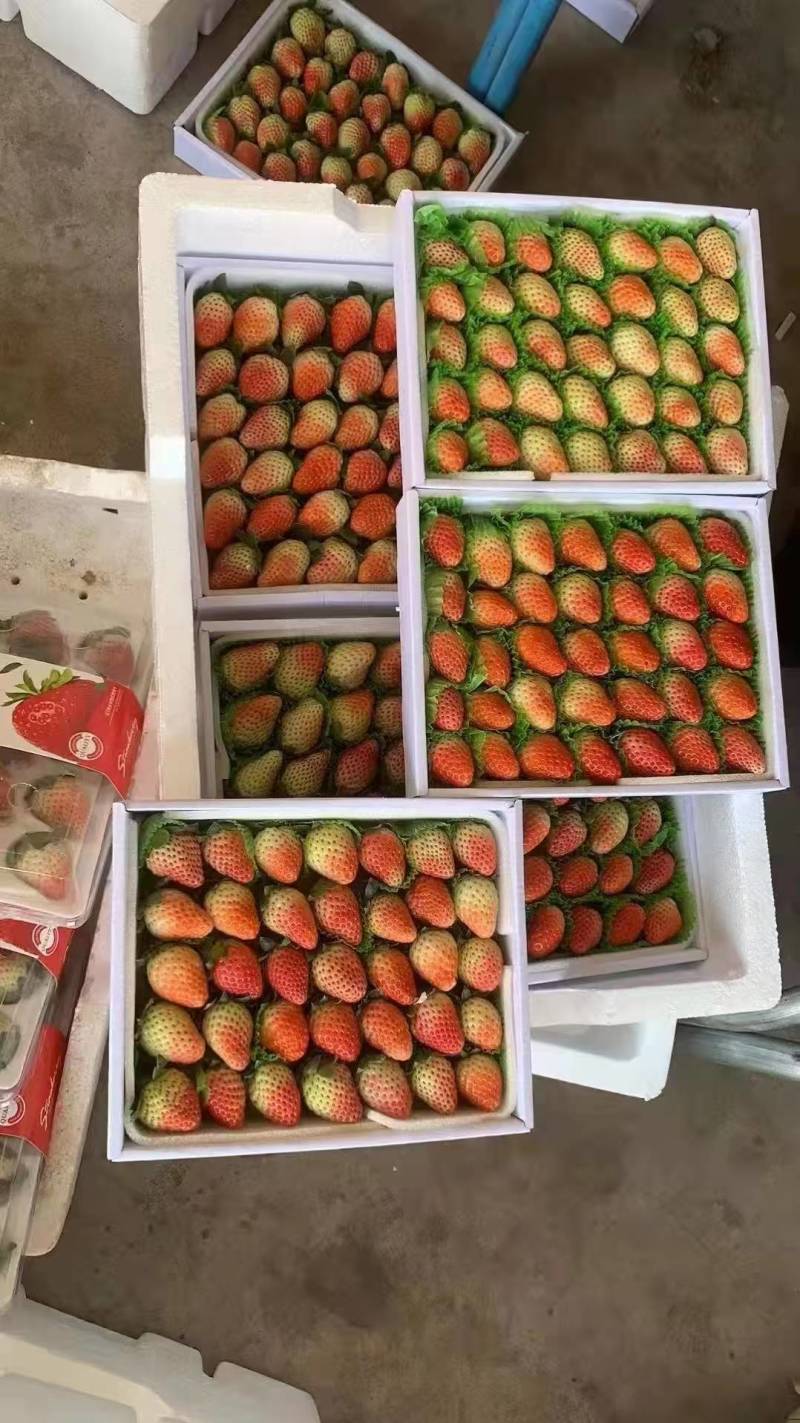 红颜草莓大凉山草莓冬草莓基地直发量大从优保质保量售后无忧