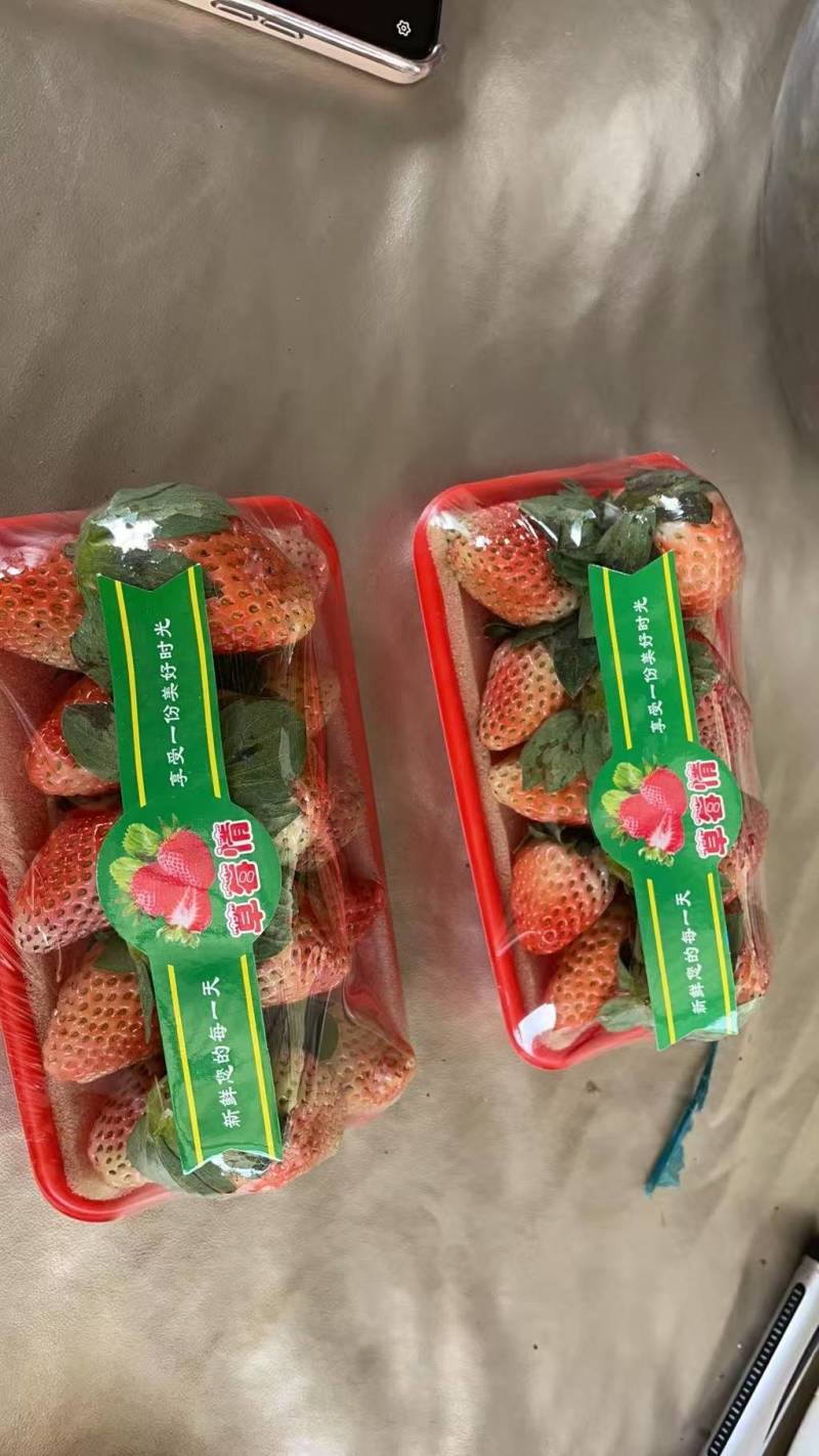 红颜草莓大凉山草莓冬草莓基地直发量大从优保质保量售后无忧