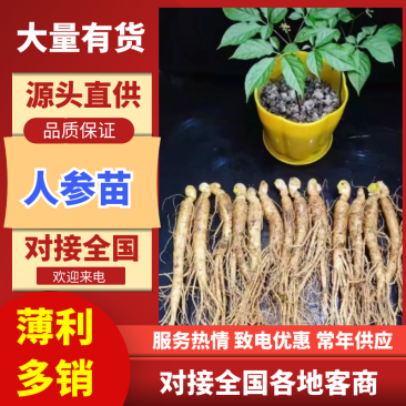 人参种苗长白山基地直供品质保证全国发货