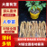 人参种苗长白山基地直供品质保证全国发货