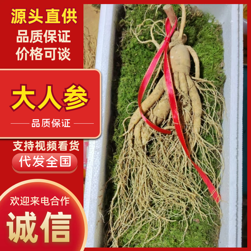 长白山各种规格优质大鲜参。支持线上保障交易。