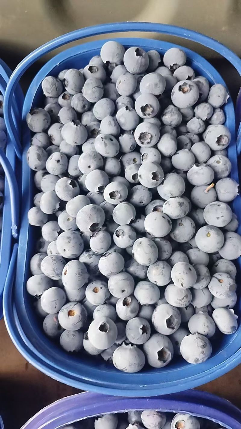 云南澄江L25花香蓝莓大量供应现摘现发品质保证欢迎来电