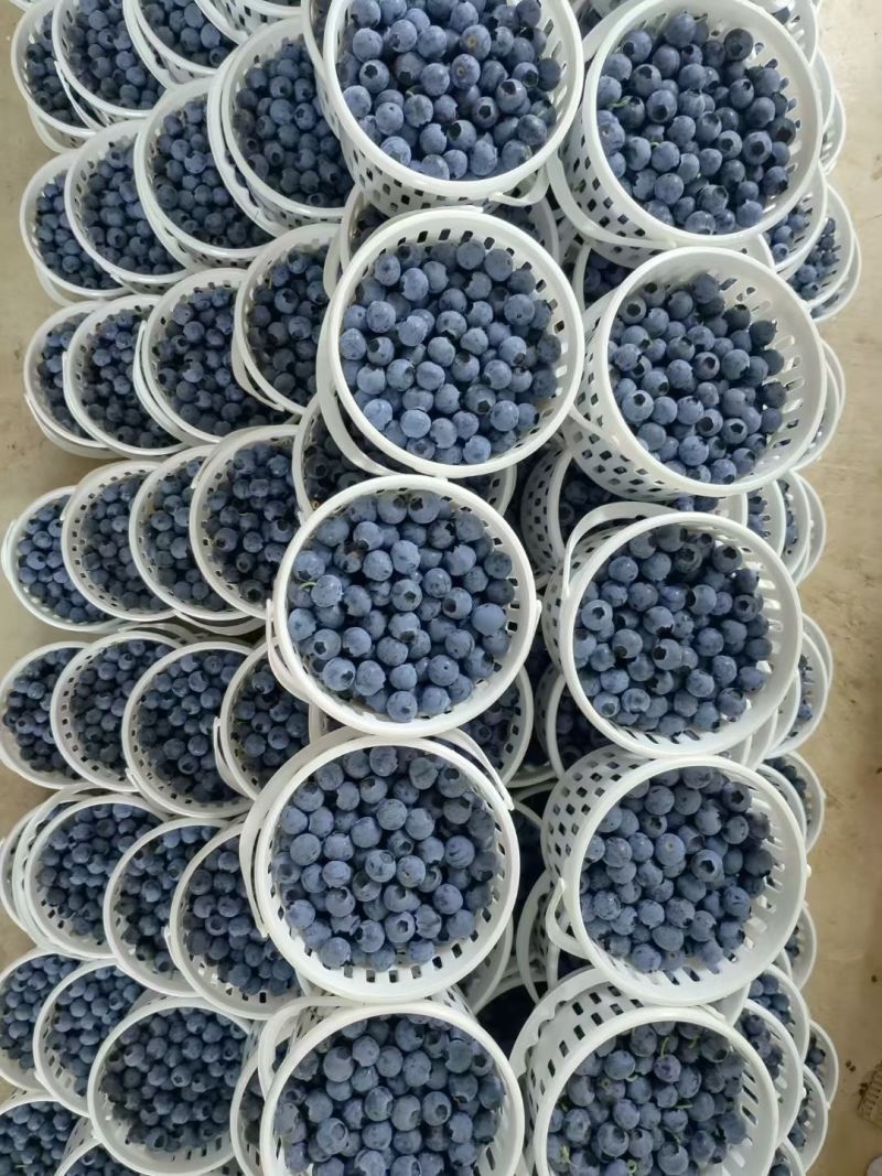 云南澄江L25花香蓝莓大量供应现摘现发品质保证欢迎来电