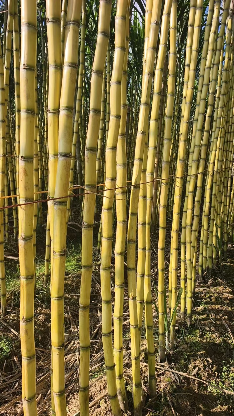 甘蔗/黄皮甘蔗/云南甘蔗/个大甜度高耐运输/对接商超