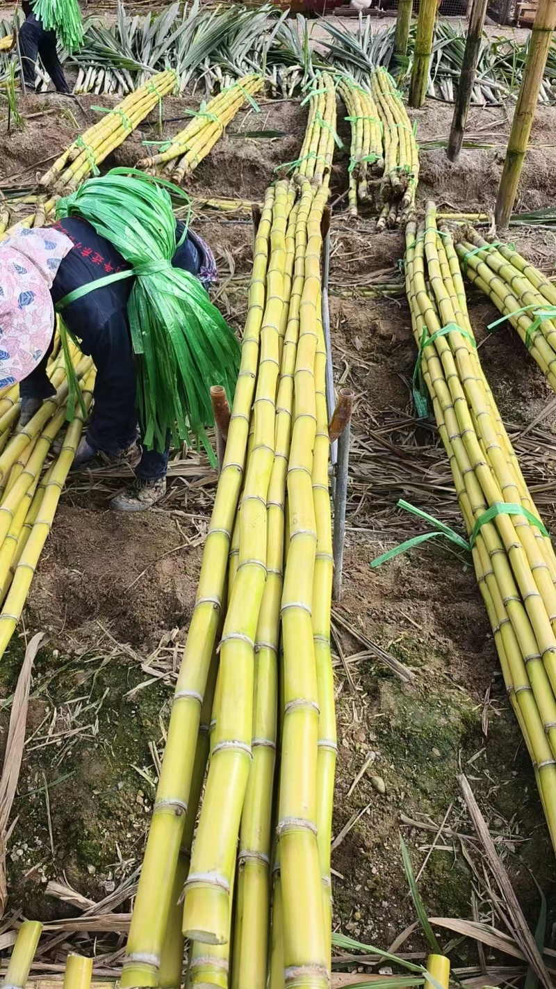 甘蔗/黄皮甘蔗/云南甘蔗/个大甜度高耐运输/对接商超