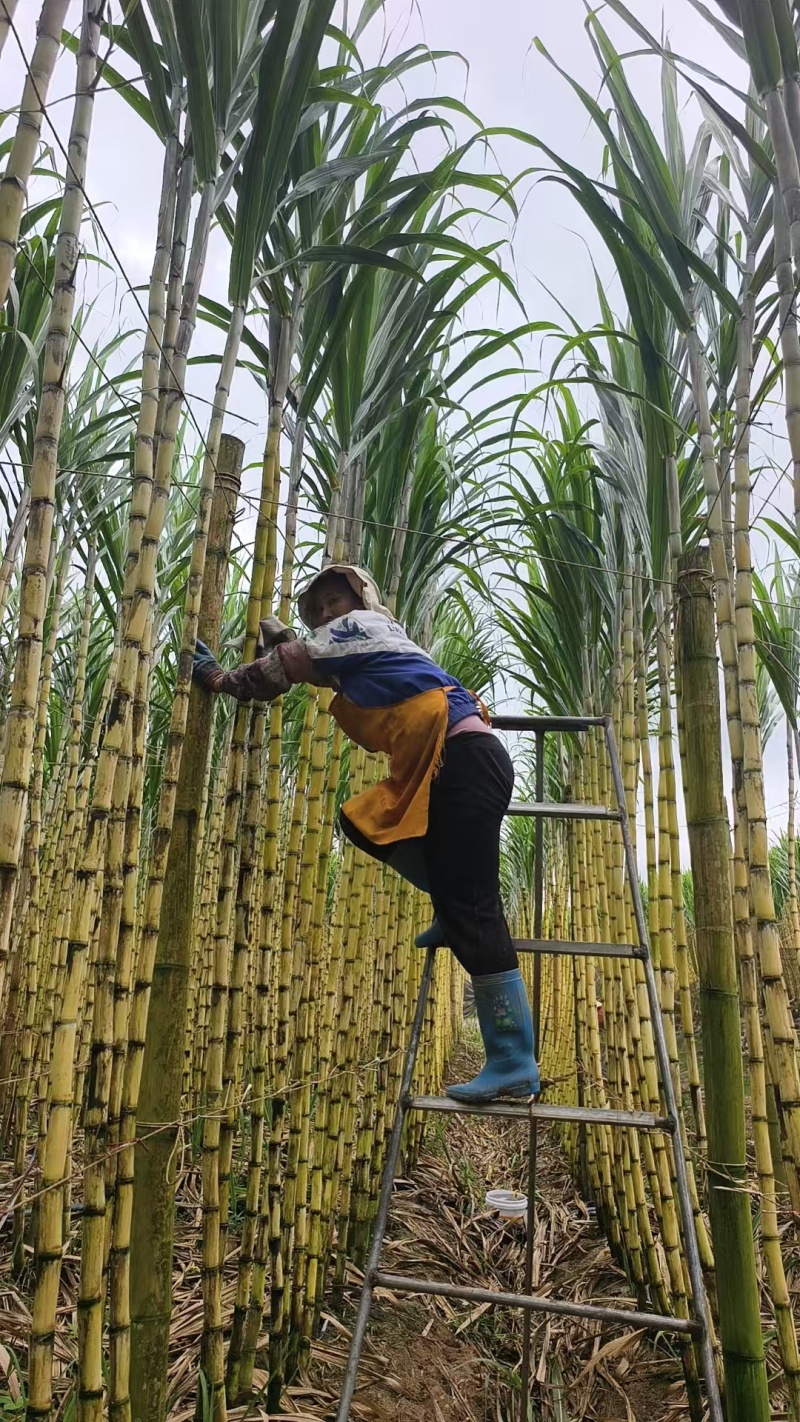 甘蔗/黄皮甘蔗/云南甘蔗/个大甜度高耐运输/对接商超