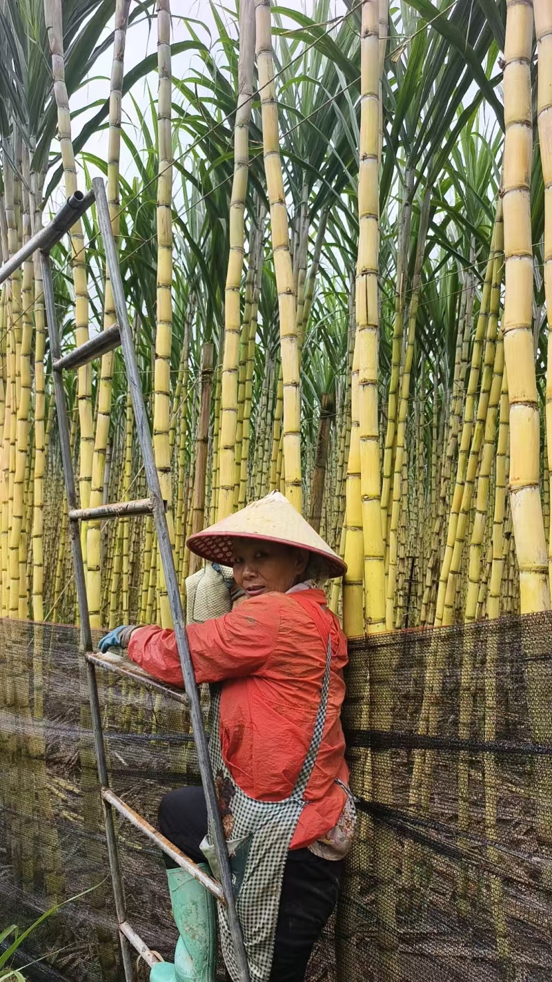 甘蔗/黄皮甘蔗/云南甘蔗/个大甜度高耐运输/对接商超