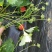 香野草莓【沂源草莓】基地直出支持视频看货，可发往全国市场