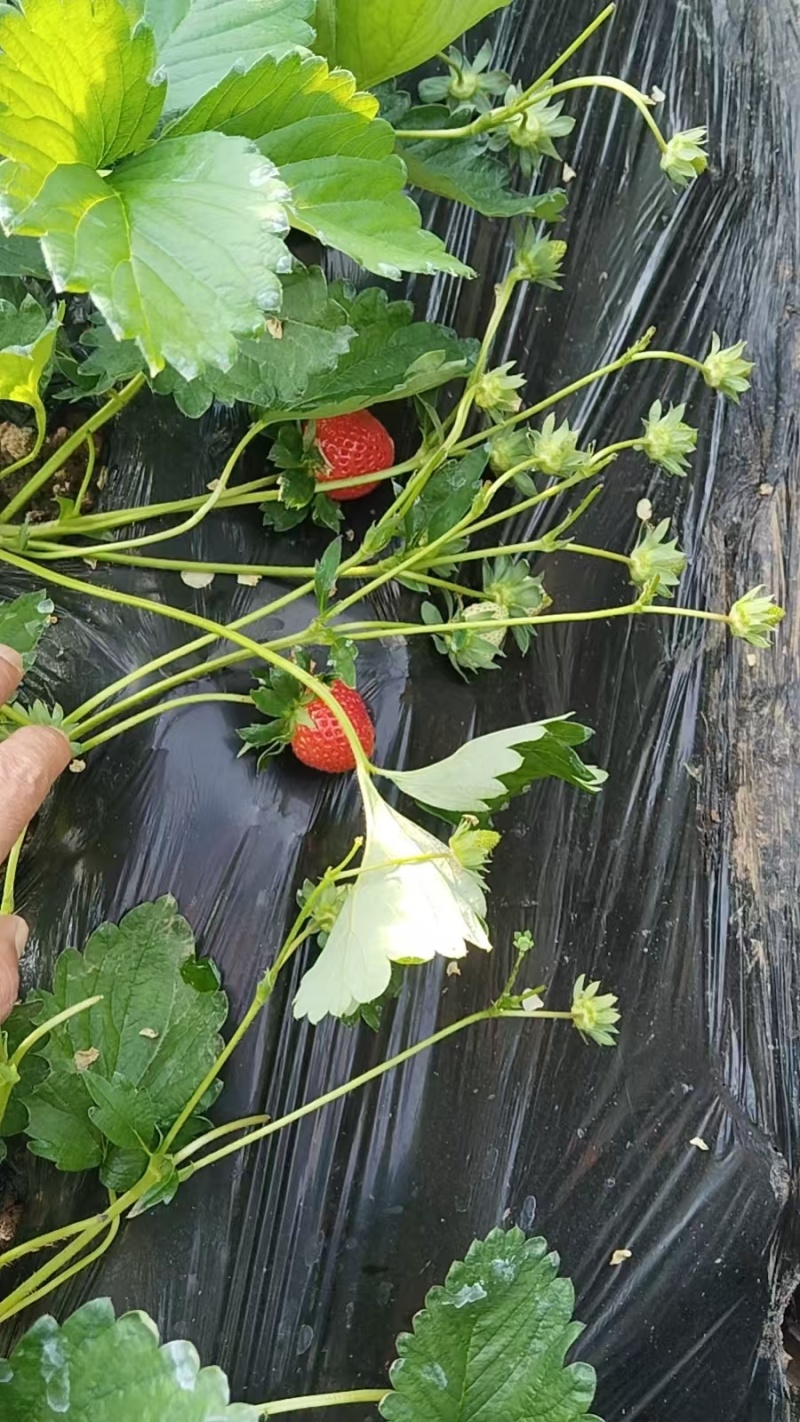 香野草莓【沂源草莓】基地直出支持视频看货，可发往全国市场