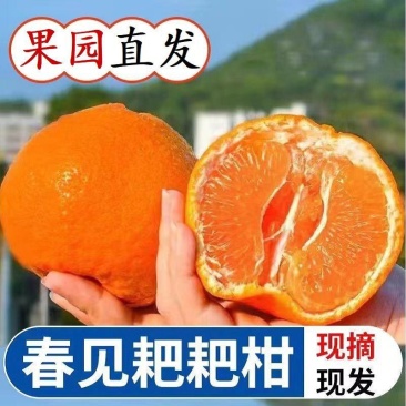 【精品】四川耙耙柑春见柑桔电商市场大量供应一件代发