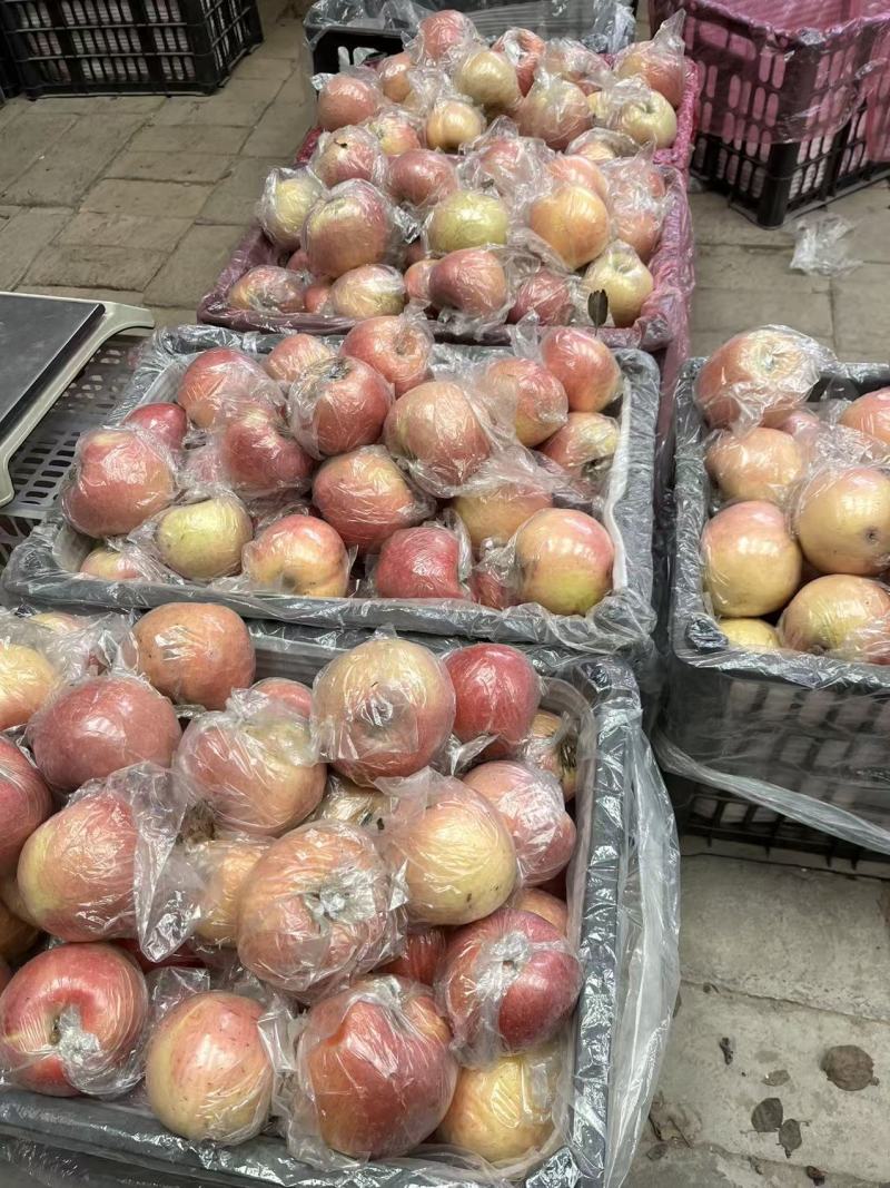 山西运城红富士一手货源产地直发，量大从优