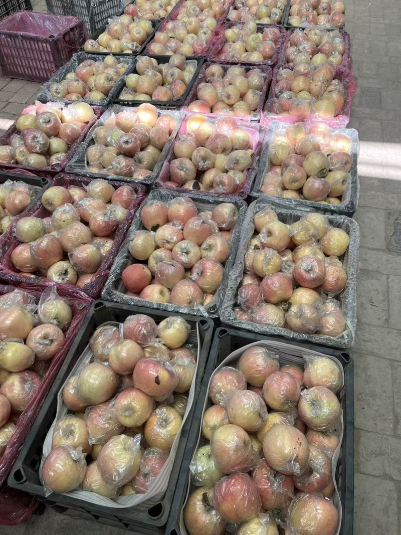 山西运城红富士一手货源产地直发，量大从优