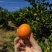 广西融安滑皮金桔现摘现发可按需配货量大价优欢迎咨询