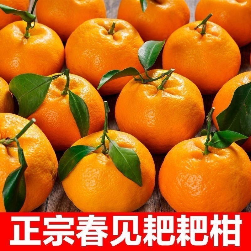 耙耙柑量大发货对接全国欢迎进店联系