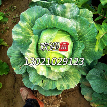 京丰1号甘蓝，扁包菜甘蓝，精品市场电商货源