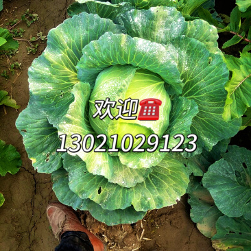 京丰1号甘蓝，扁包菜甘蓝，精品市场电商货源