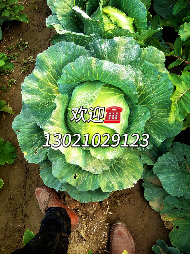 京丰1号甘蓝，扁包菜甘蓝，精品市场电商货源