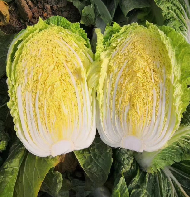 黄心白菜产地直销保质保量价格优惠支持视频看货