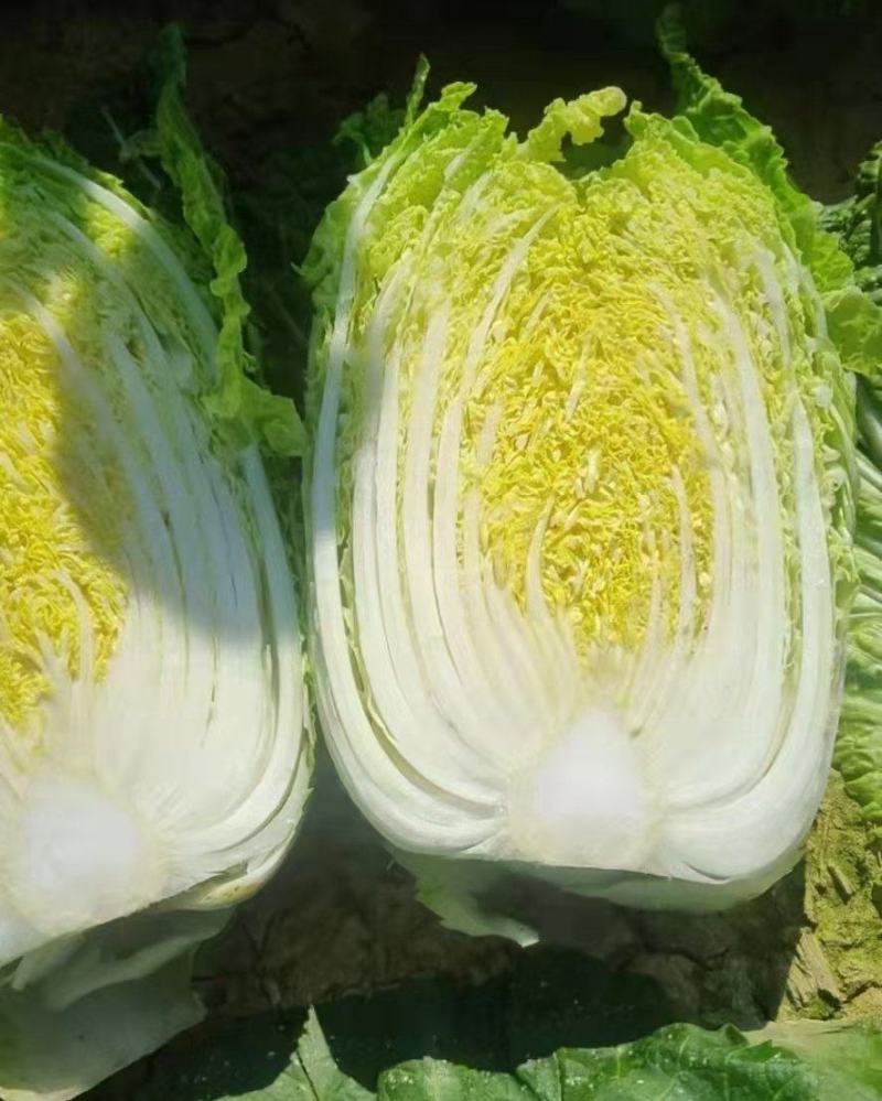 黄心白菜产地直销保质保量价格优惠支持视频看货