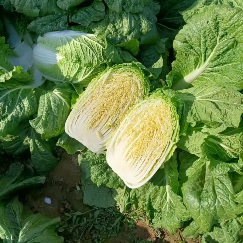 黄心白菜产地直销保质保量价格优惠支持视频看货