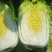 【热卖推荐】黄心白菜产地直销量大质优价格优惠