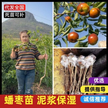 自家苗圃蟠枣苗货量大大小规格齐全全国接单泥浆保湿发货成活率高