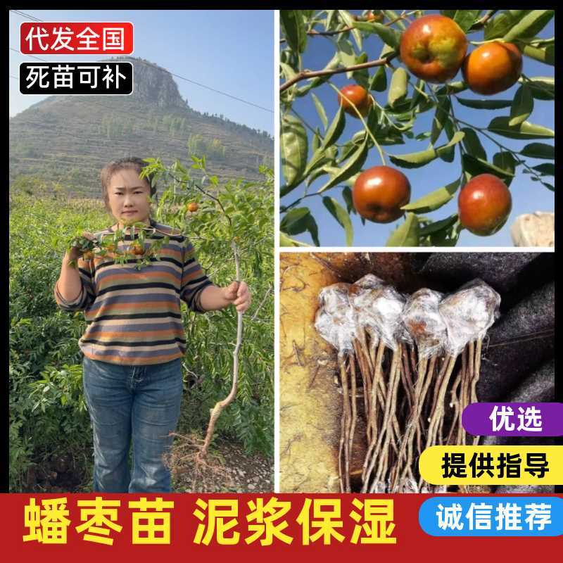 自家苗圃蟠枣苗货量大大小规格齐全全国接单泥浆保湿发货成活率高