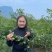自家苗圃蟠枣苗货量大大小规格齐全全国接单泥浆保湿发货成活率高