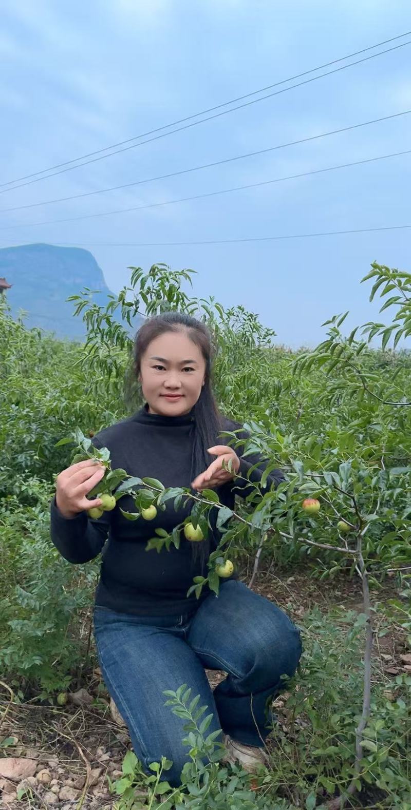 自家苗圃蟠枣苗货量大大小规格齐全全国接单泥浆保湿发货成活率高