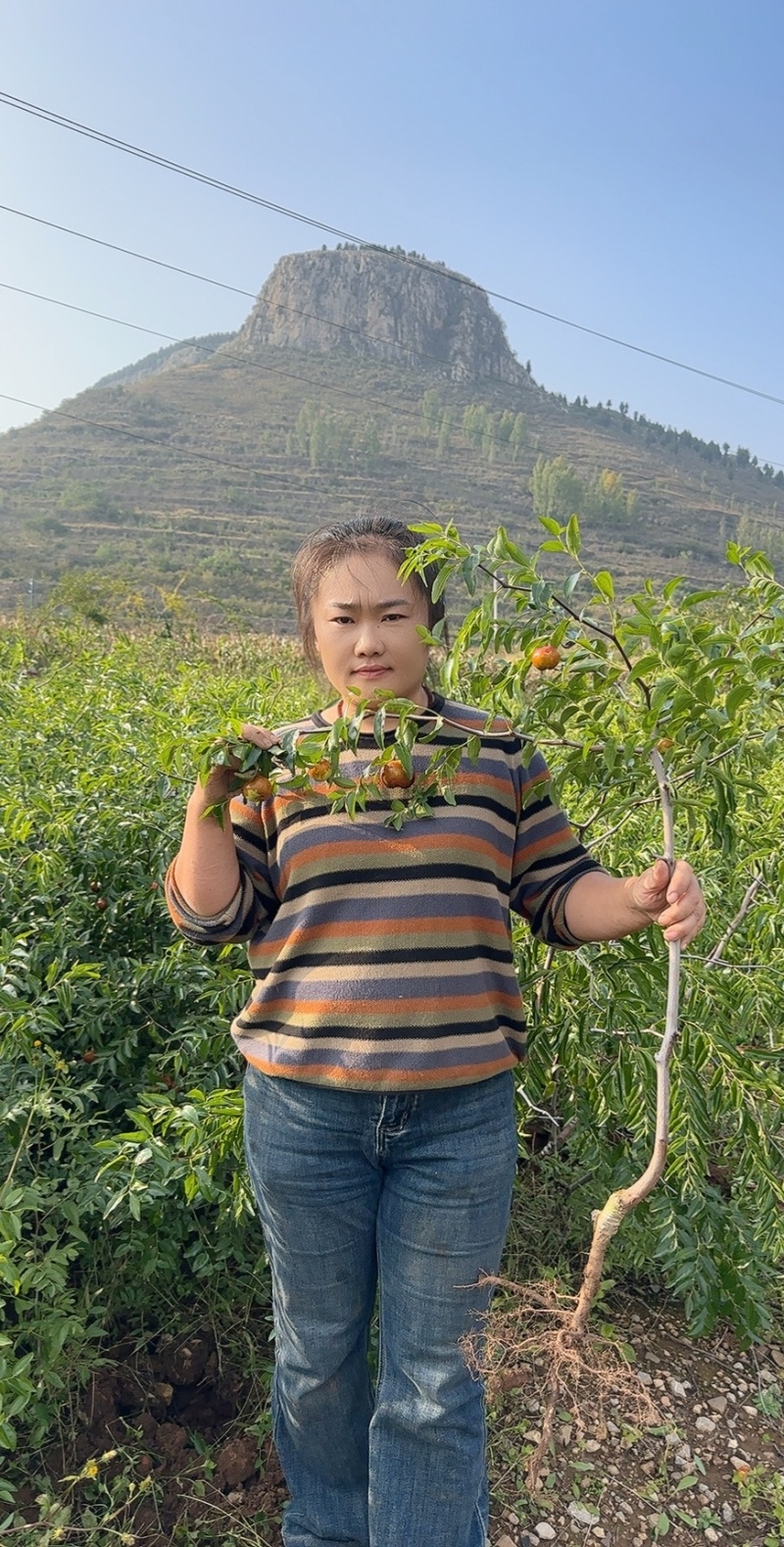 自家苗圃蟠枣苗货量大大小规格齐全全国接单泥浆保湿发货成活率高