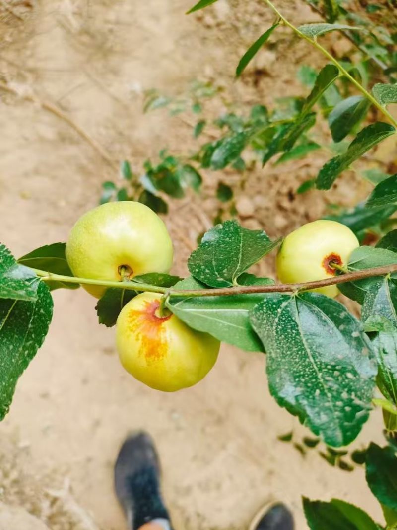 自家苗圃蟠枣苗货量大大小规格齐全全国接单泥浆保湿发货成活率高