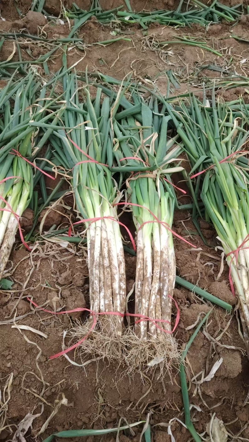 长白大葱,安阳滑县长白大葱，精品现货量大从优