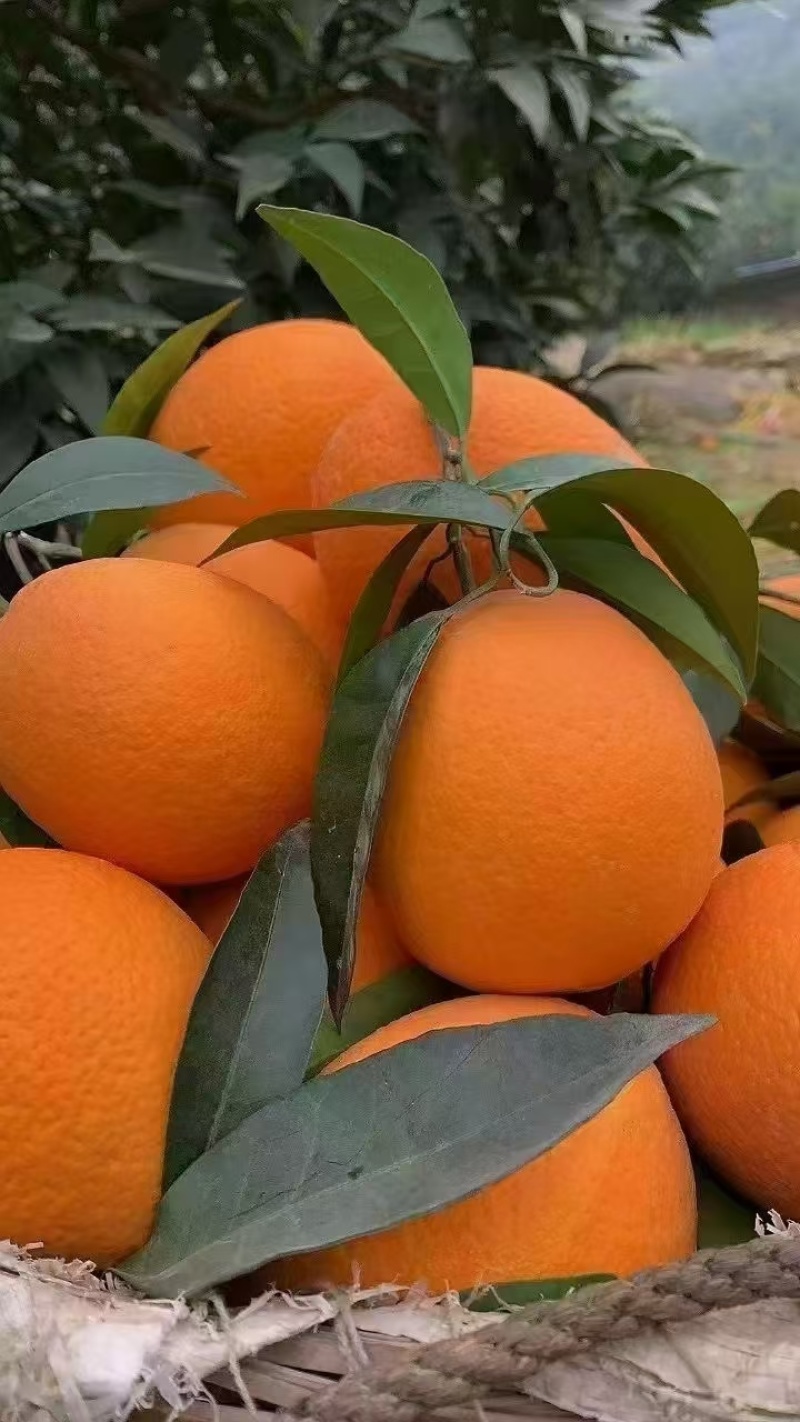 脐橙重庆奉节脐橙当季新鲜现摘皮薄多汁甜橙